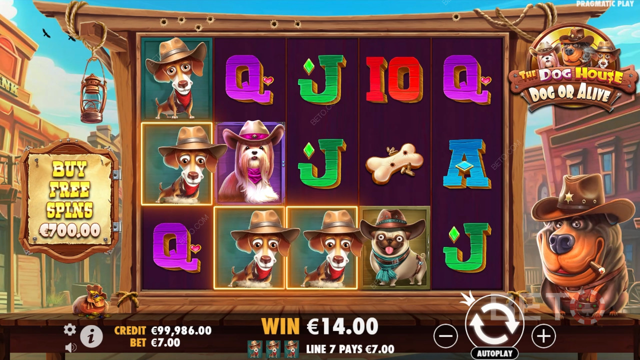 Temă și design: Wild West Dogs