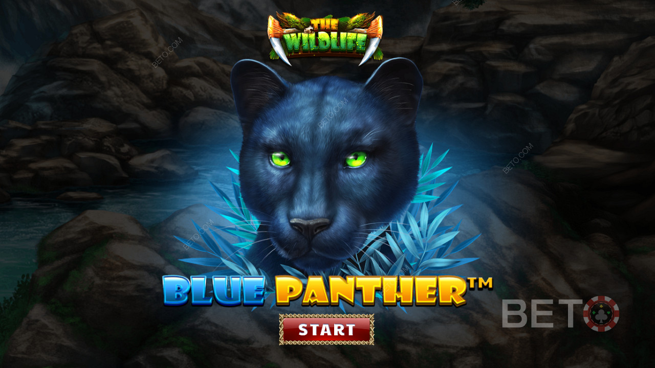 Cutreierați jungla printre bestiile nocturne din slotul Blue Panther