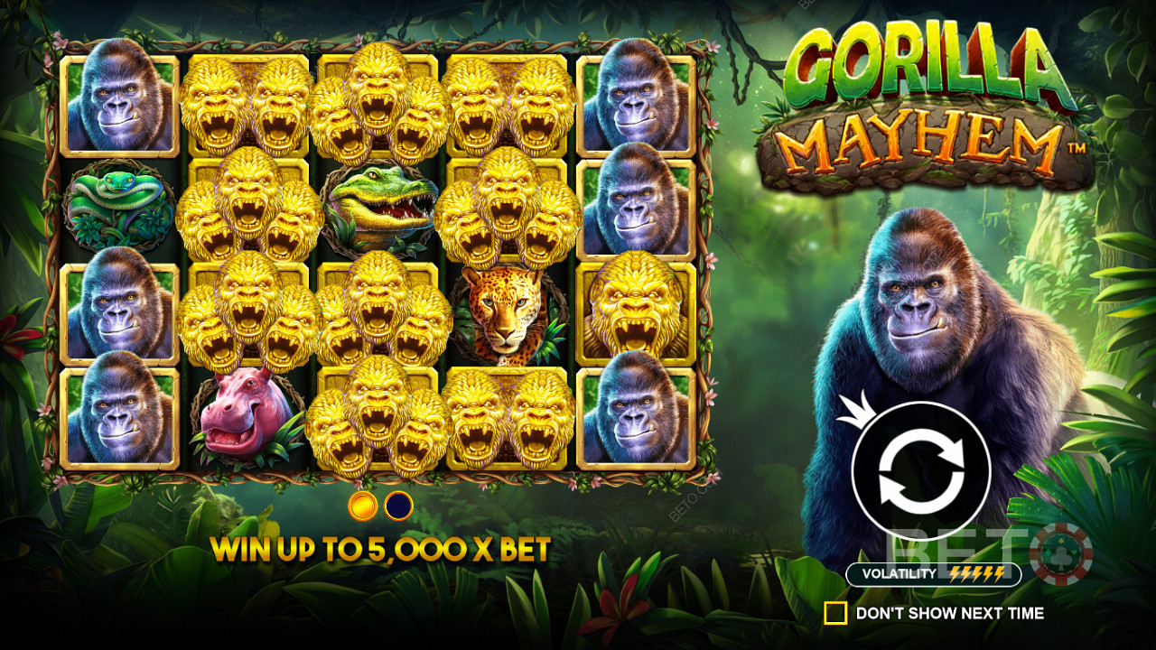 Simbolurile Golden Gorilla joacă un rol important în jocul ca la aparate Gorilla Mayhem.